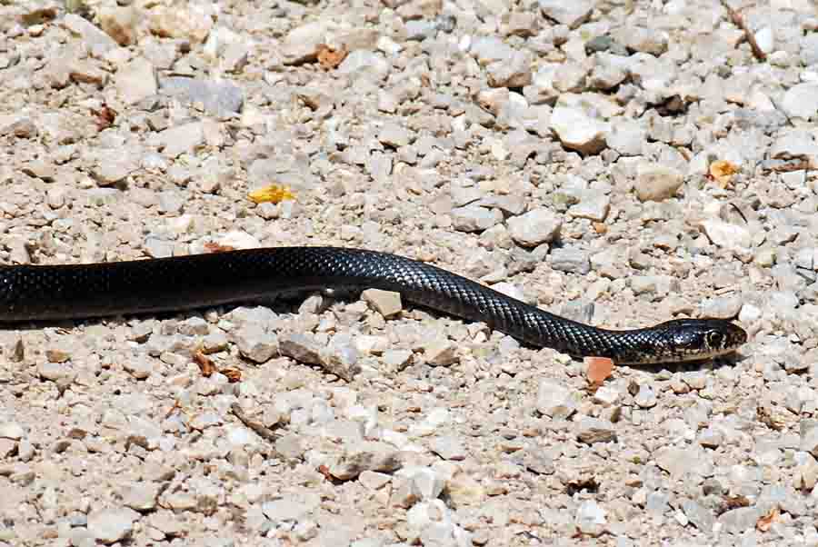 Carbonasso (in Veneto),  Biacco?